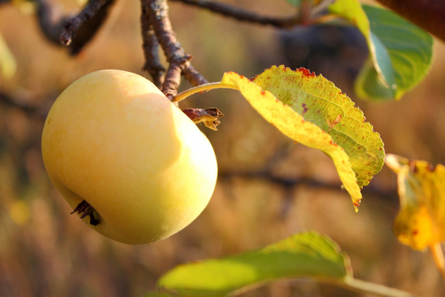 Обои картинки фото природа, плоды, яблоко