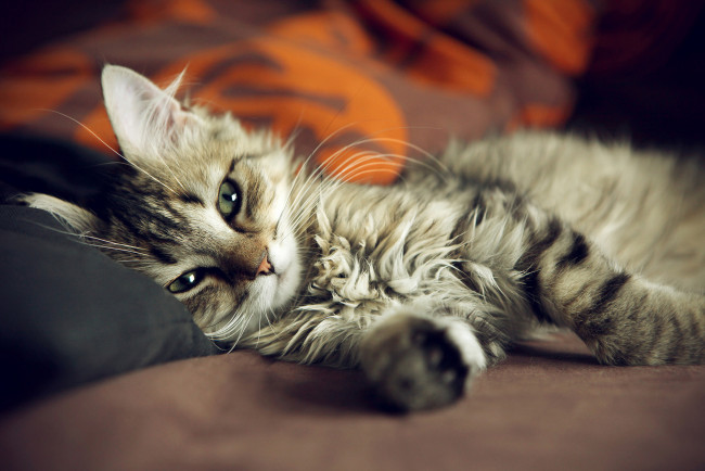 Обои картинки фото животные, коты, котэ, кот, кошка, диван, кровать, лапы