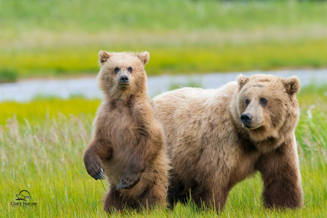 Обои картинки фото животные, медведи, медвежонок, медведица, двое, луг, аляска, детёныш