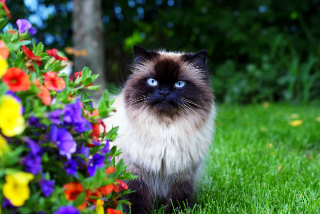 Обои картинки фото животные, коты, цветы, трава, сад, пушистая, гималайская, кошка