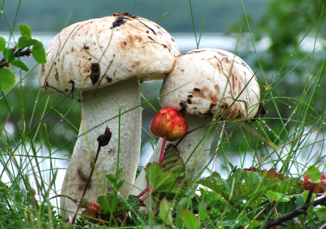 Обои картинки фото природа, грибы, парочка