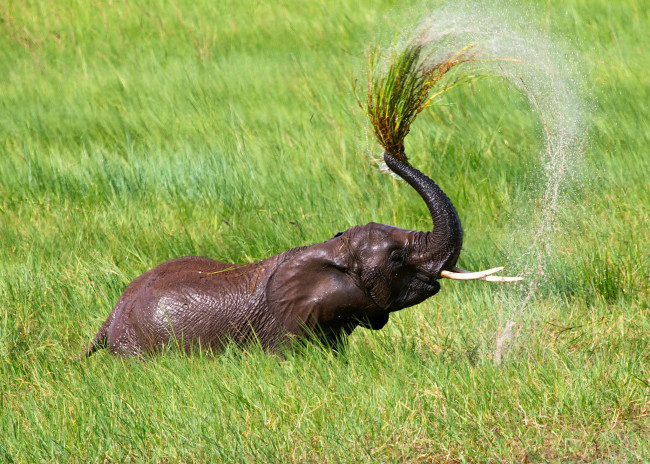 Обои картинки фото животные, слоны, капли, брызги, озеро, душ, вода, жара, африка, танзания, слон