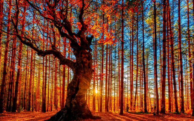 Обои картинки фото природа, лес, небо, солнце, листва, деревья, осень
