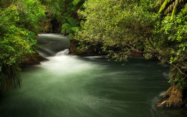 Обои картинки фото природа, реки, озера, ветки, зелень, кусты, течение, ручей, okere, falls, новая, зеландия