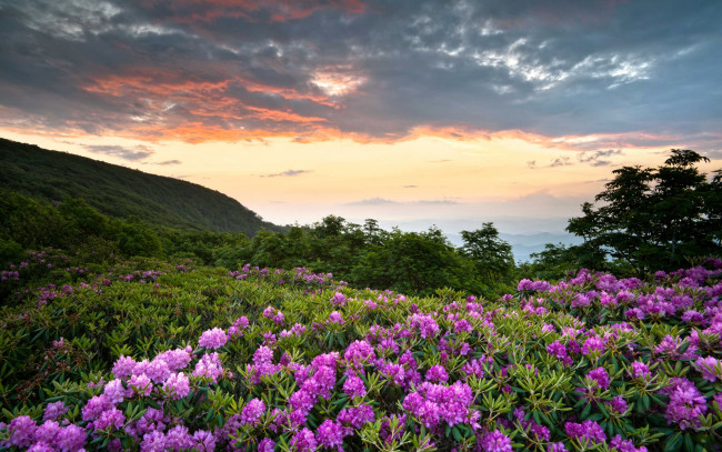 Обои картинки фото природа, восходы, закаты, рододендрон, цветы, зелень, облака, горы, shenandoah, national, park, сша, virginia
