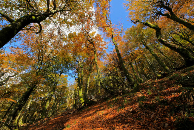 Обои картинки фото природа, лес, небо, склон, деревья, осень