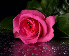 Картинка цветы розы капли одинокая