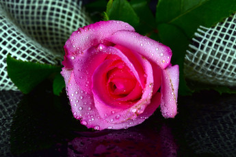 Картинка цветы розы капли розовый нежный
