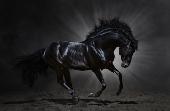 Картинка животные лошади лучи вороной конь песок лошадь