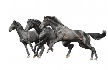 Картинка животные лошади кони белый фон вороные