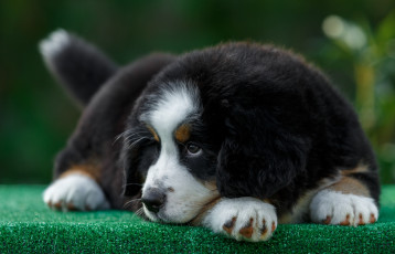 Картинка животные собаки зенненхунд щенок мордочка