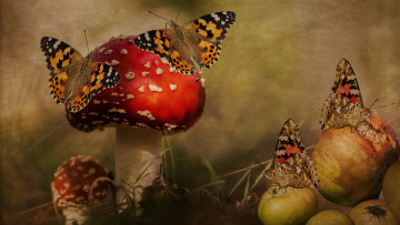Картинка разное компьютерный+дизайн мухоморы грибы бабочки