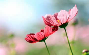 Картинка цветы космея космеи розовые поле