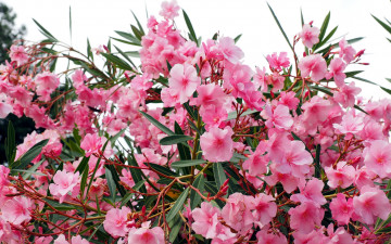 Картинка цветы олеандры куст розовый