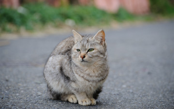 Картинка животные коты дорога улица кот асфальт серый