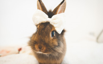 Картинка животные кролики +зайцы кролик бантик