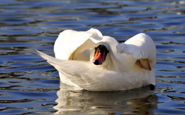 Картинка животные лебеди вода белый лебедь птица