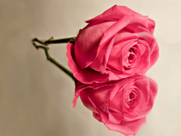 Обои картинки фото цветы, розы, розовый, бутон, одинокий