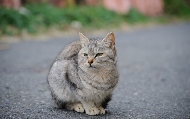 Обои картинки фото животные, коты, дорога, улица, кот, асфальт, серый