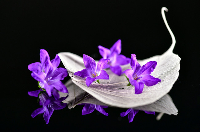 Обои картинки фото цветы, колокольчики, лиловый