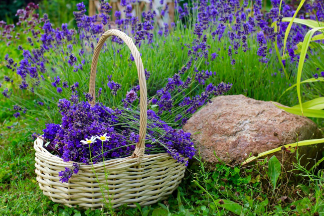 Обои картинки фото цветы, лаванда, корзинка, камень, трава