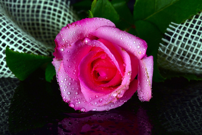 Обои картинки фото цветы, розы, капли, розовый, нежный