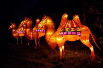 Картинка разное иллюминация верблюды вечер зоопарк китай огни фигура