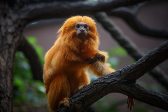 Картинка животные обезьяны золотой лангур зоопарк мартышка примат