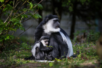 Картинка животные обезьяны зоопарк колобус обезьяна