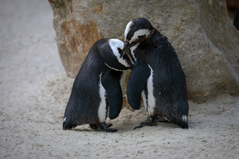 обоя животные, пингвины, весна, зоопарк, любовь