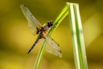 Картинка животные стрекозы стрекоза крылья макро травинка фон