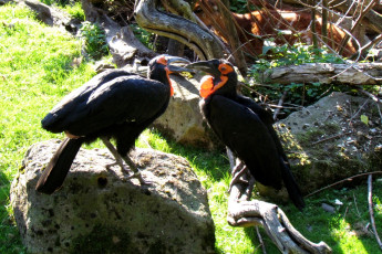 Картинка зоопарк животные птицы бревно камни двое растения трава