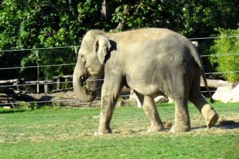 Картинка зоопарк животные слоны бревно растения деревья трава проволока