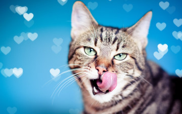 Картинка животные коты мордочка сердечки фон взгляд кот кошка язык