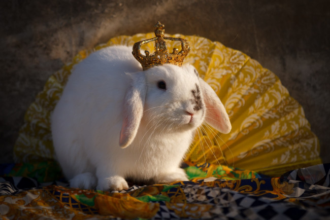 Обои картинки фото животные, кролики,  зайцы, корона, кролик, веер, животное