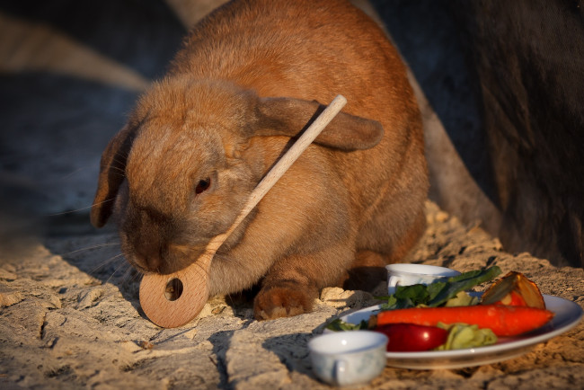 Обои картинки фото животные, кролики,  зайцы, выбор, кролик, приоритет