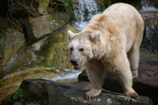 Обои картинки фото животные, медведи, медведь, белый, большой, зоопарк