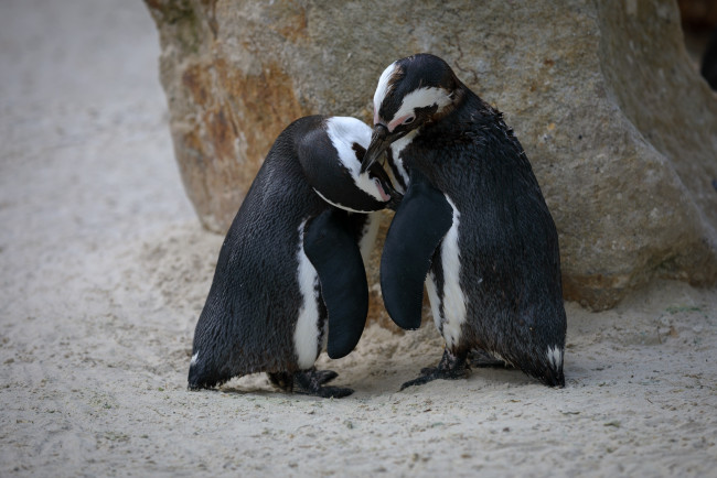 Обои картинки фото животные, пингвины, весна, зоопарк, любовь