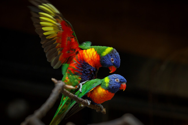 Обои картинки фото животные, попугаи, зоопарк, краски, птицы, спаривание