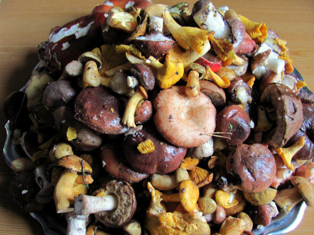 Обои картинки фото еда, грибы,  грибные блюда, свежие, лесные, ассорти