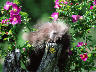 Картинка flower scents porcupine животные дикобразы