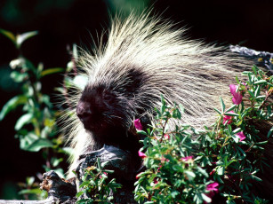 Картинка prickly porcupine животные дикобразы