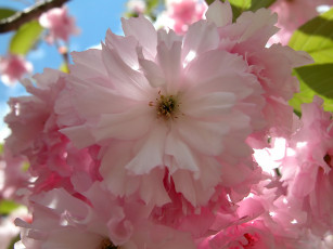 Картинка цветы сакура вишня
