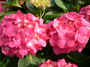 Картинка цветы гортензия шары розовый