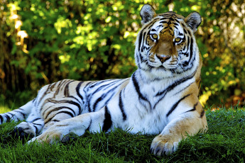 Картинка животные тигры хищник сила отдых