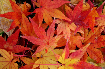 Картинка природа листья красный клен