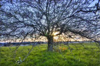 Картинка природа деревья крона ветки солнце