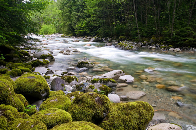 Обои картинки фото природа, реки, озера, вода, течение, поток, камни, деревья
