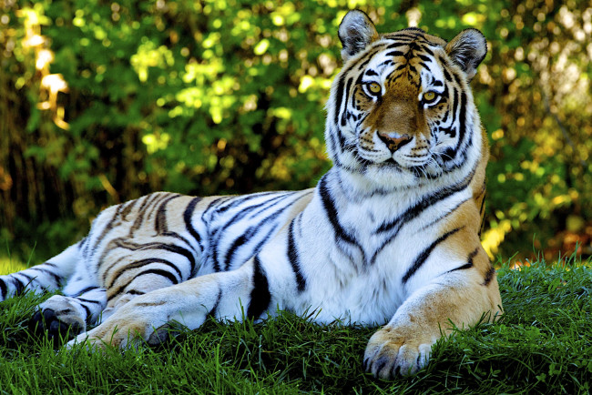 Обои картинки фото животные, тигры, хищник, сила, отдых