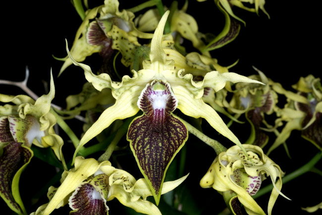 Обои картинки фото орхидея, дракула, цветы, орхидеи, салатовый, экзотика